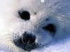 miniatura_1024 - zeehond copia